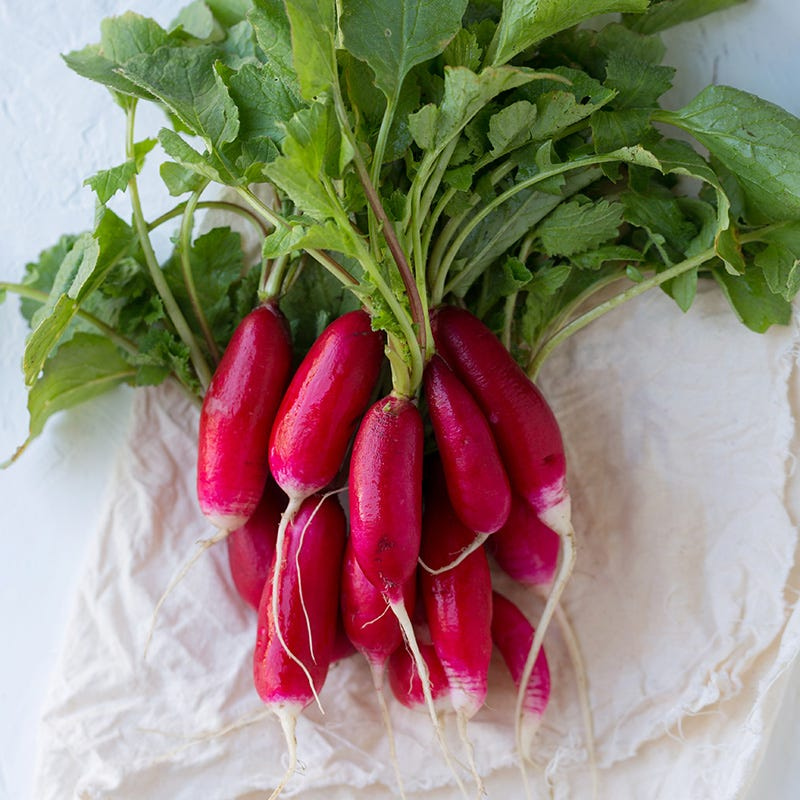 china rose radish seeds China Rose Radish Organic Seeds (Raphanus sativus) – Crisp roots with – Terra Mater Gardens
