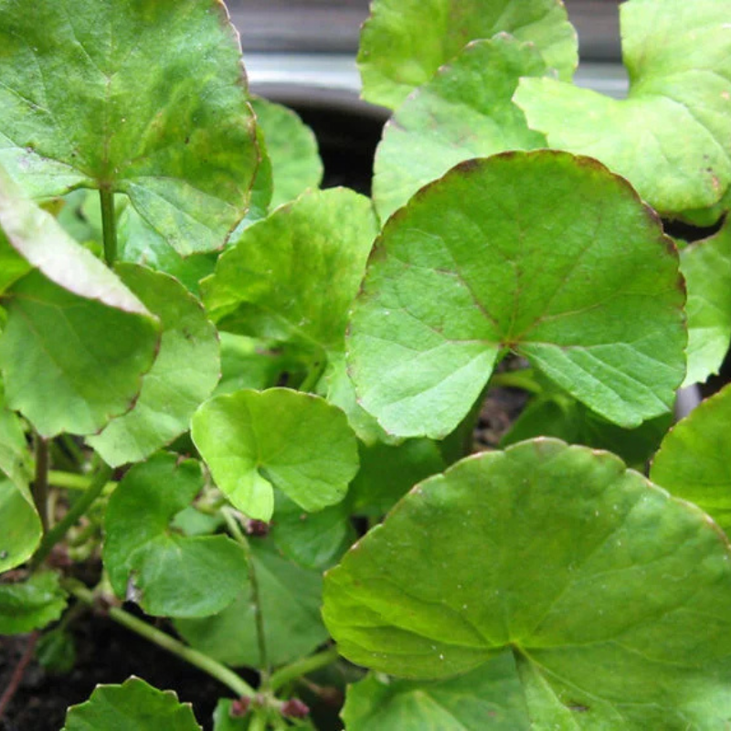 gotu kola plant seeds Green Gotu Kola Seeds Organic Hat Rau Ma Big Leaf (Centella asiatica) – Terra Mater Gardens
