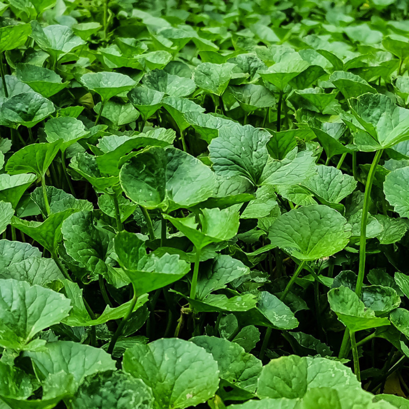 gotu kola plant seeds Green Gotu Kola Seeds Organic Hat Rau Ma Big Leaf (Centella asiatica) – Large-leaf herb, thrives in moist areas, known as Asiatic Pennywort