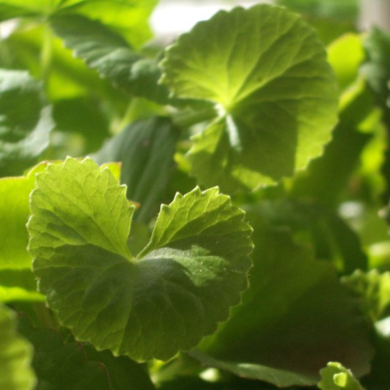 gotu kola plant seeds Green Gotu Kola Seeds Organic Hat Rau Ma Big Leaf (Centella asiatica) – Terra Mater Gardens