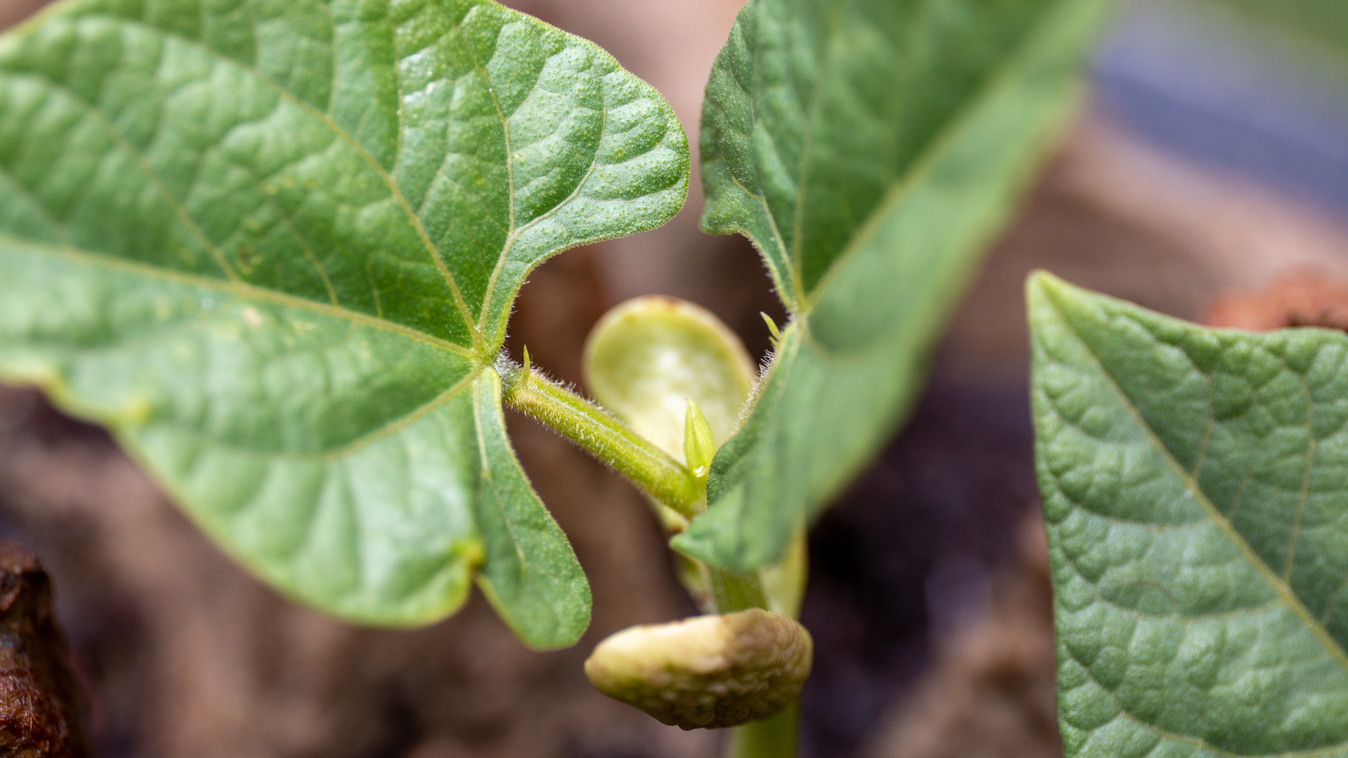 pinto bean seeds for planting Organic Pinto Bean Seeds (Phaseolus vulgaris 'Pinto') – 20+ Seeds for – Terra Mater Gardens
