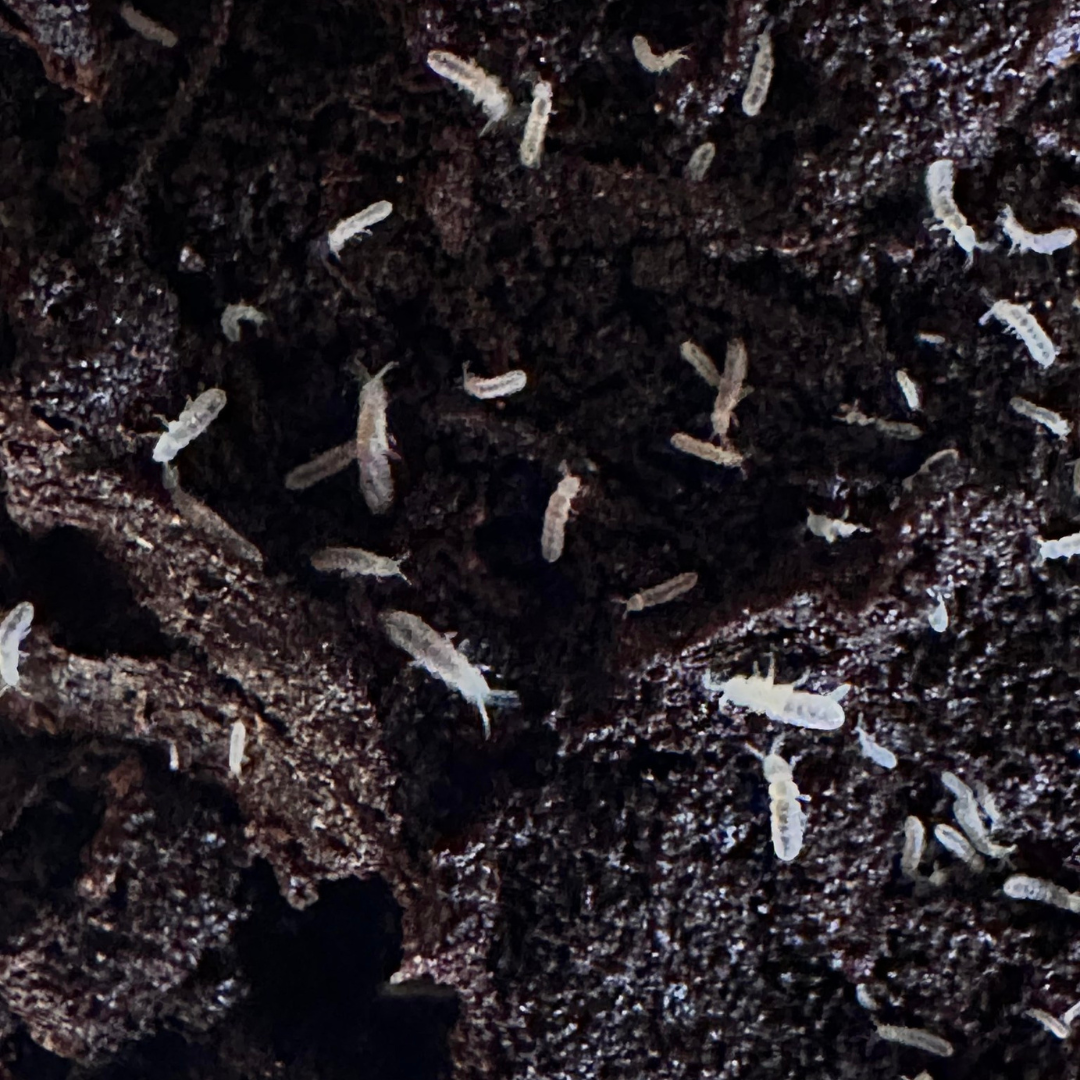 Temperate White Springtails (Folsomia candida) β Classic decomposer fo ...