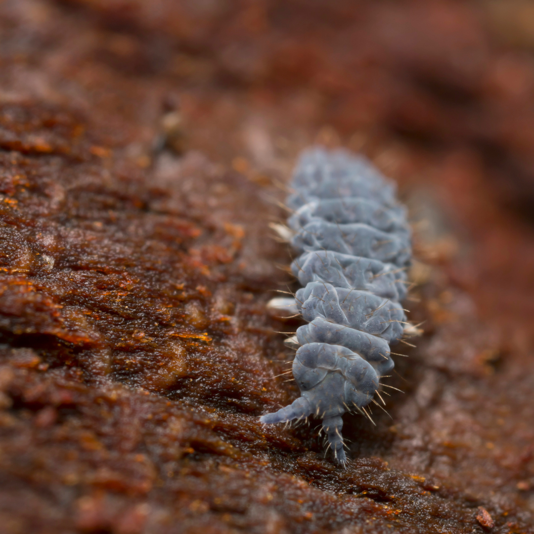 Springtails, Blue Podura – Terra Mater Gardens