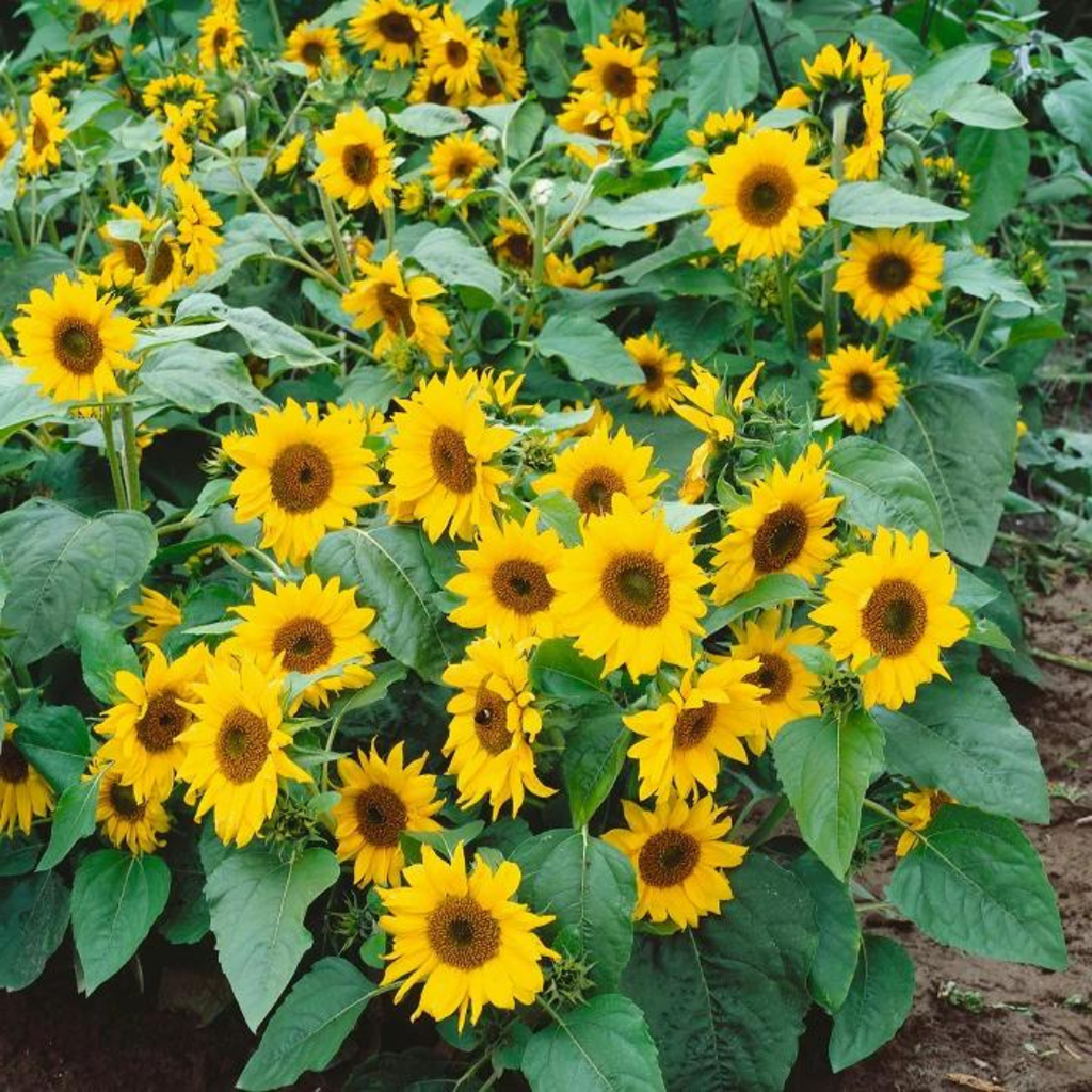 Organic Dwarf Incredible Sunflower (Helianthus annuus 'Dwarf Incredibl ...