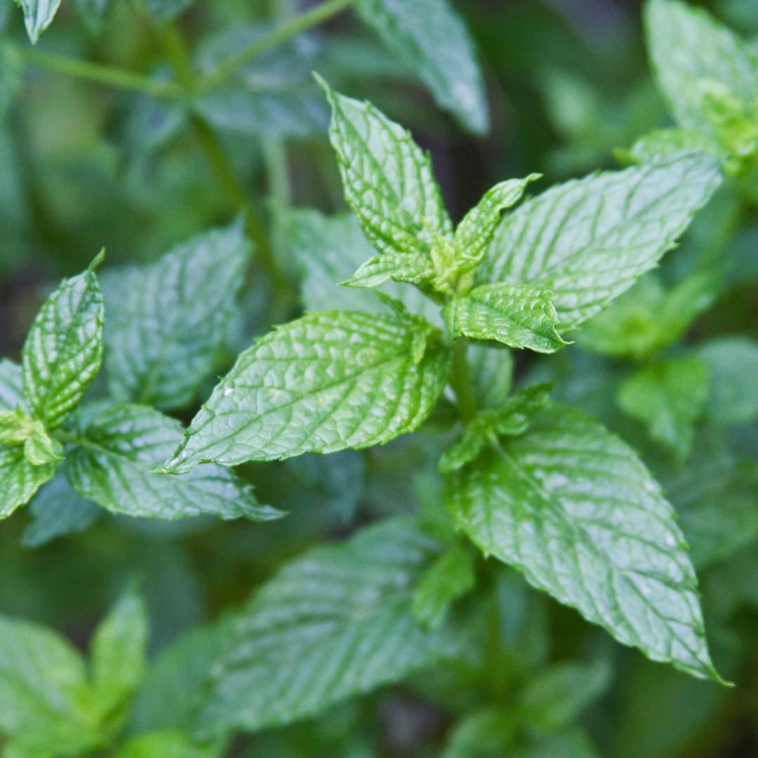 plant spearmint seeds Spearmint (Mentha spicata) Seeds – Aromatic Herb for Planting, Fresh Garden Mint, Non-GMO, Easy to Grow, Perennial Herb for Tea, Cooking & Wellness