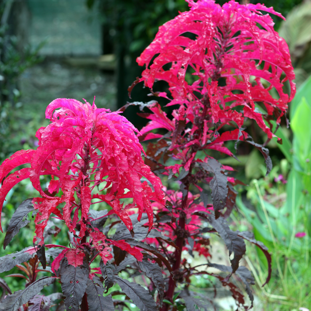 garden ablaze seeds Organic Molten Fire Amaranth Seeds (Amaranthus tricolor 'Molten Fire') – Fiery Red Foliage for Bold Garden Statements