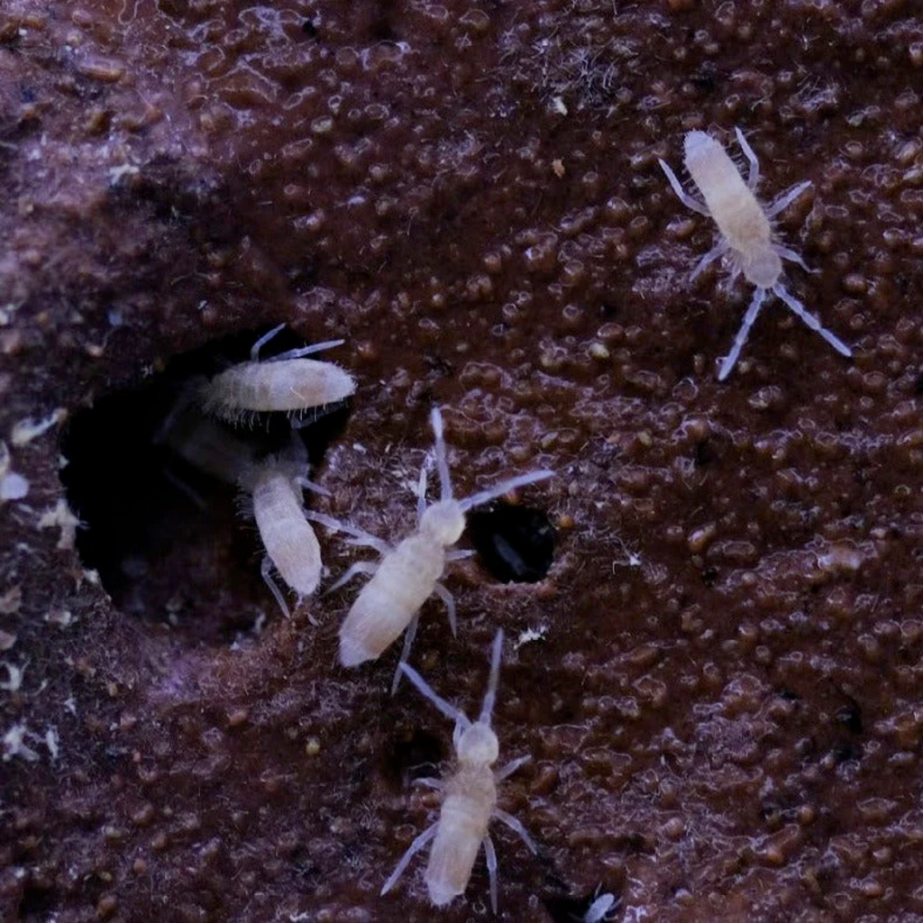 SPRINGTAILS – Terra Mater Gardens