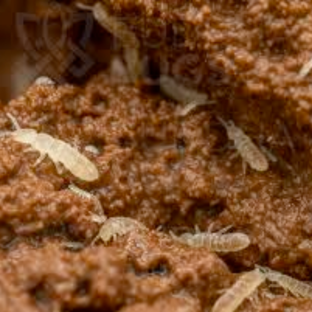 Springtails, Tropical Pink – Terra Mater Gardens