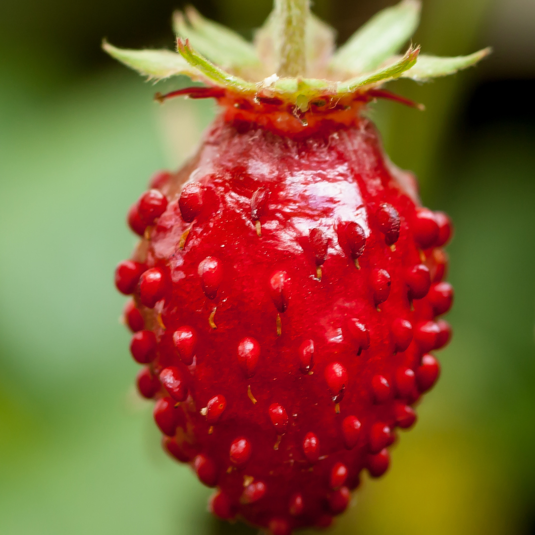 wild strawberry seed Alpine (Wild) Strawberry Seeds (Fragaria vesca) – Sweet, Small Berries –  Terra Mater Gardens