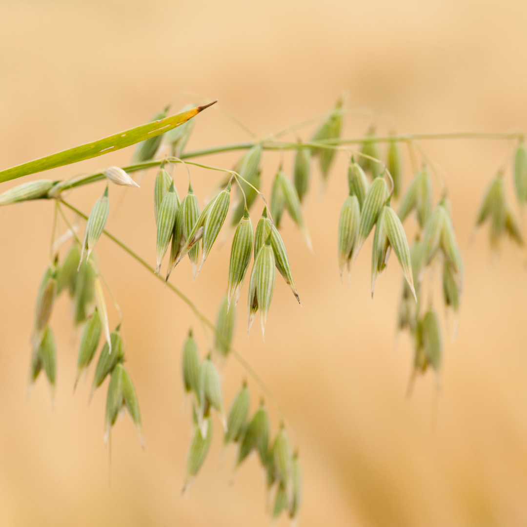 oat seeds for planting Organic Oats Seeds (Avena sativa) – 400+ Seeds for Grain Production, C – Terra Mater Gardens
