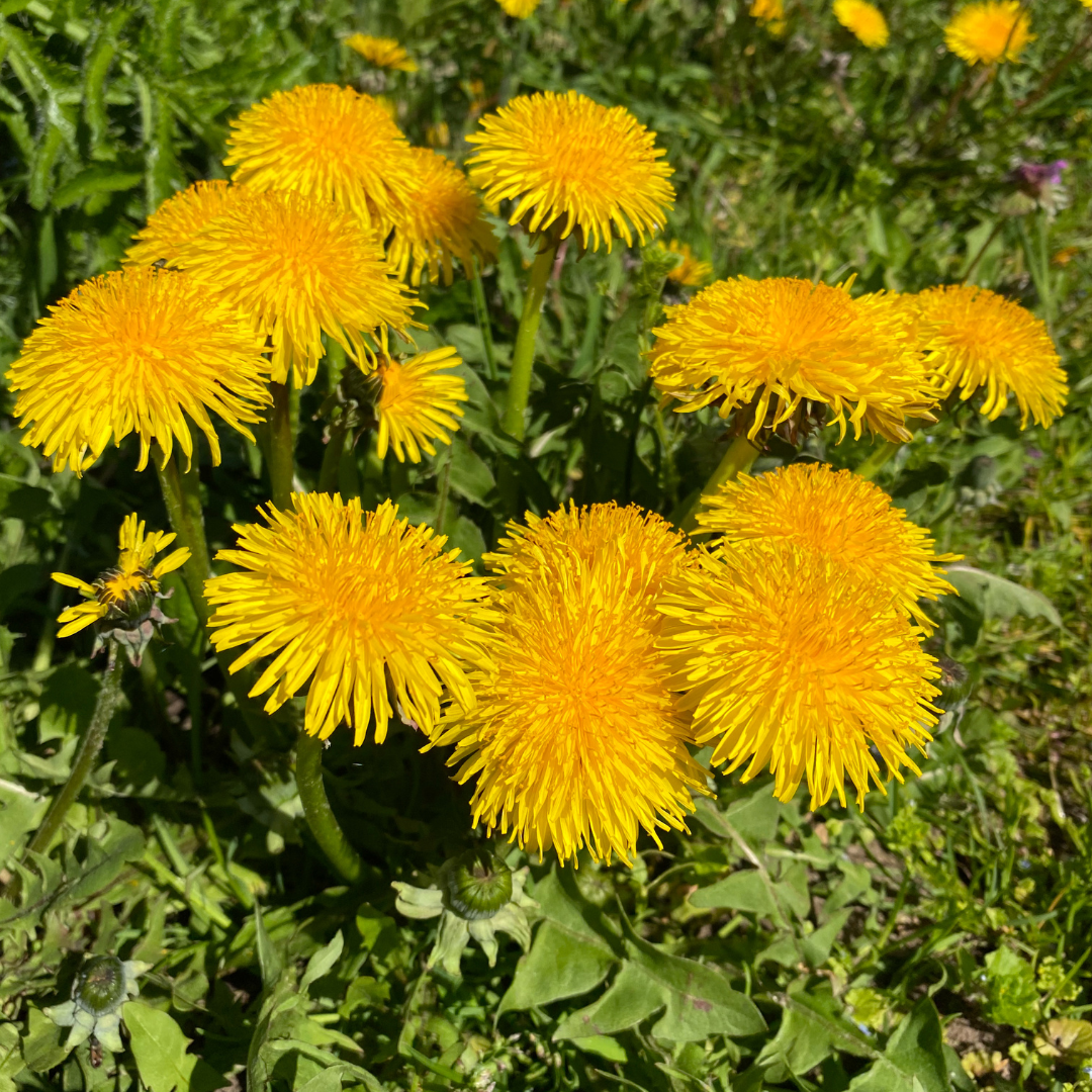 dandelion seeds for planting Organic Wild Dandelion Seeds – Open Pollinated (Taraxacum officinale) – Terra Mater Gardens