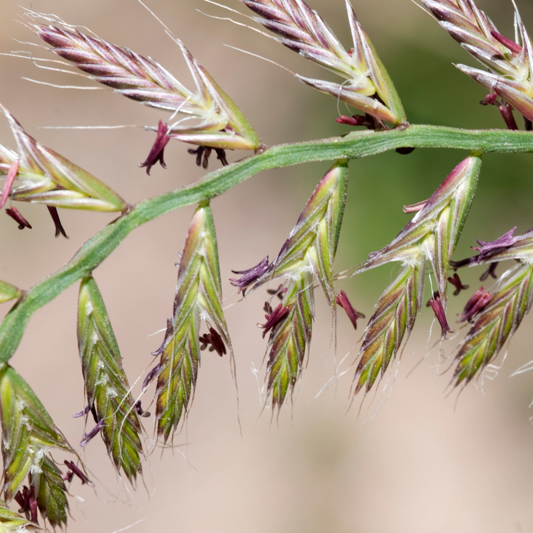 Organic Annual Ryegrass Seeds (Lolium multiflorum) – 400+ Seeds for Co ...