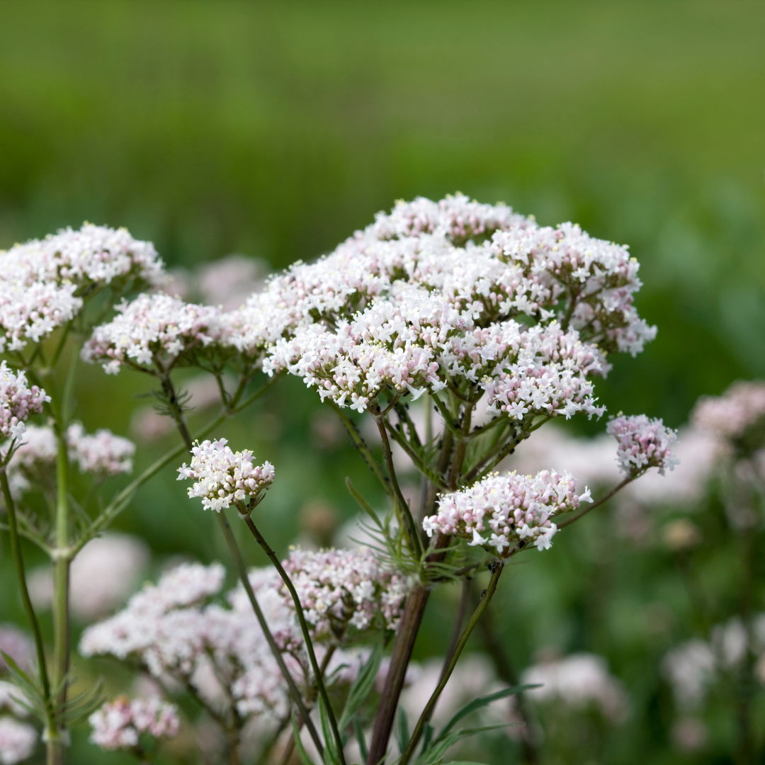 valerian plant seeds Organic Valerian Seeds (Valeriana officinalis) – 50+ Seeds for Herb Ga – Terra Mater Gardens