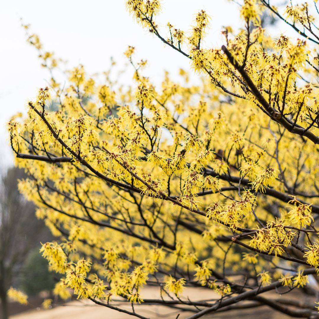 witch hazel plant seeds Witch Hazel Seeds (Hamamelis virginiana) – 5+ Seeds for Shrub Gardens, – Terra Mater Gardens