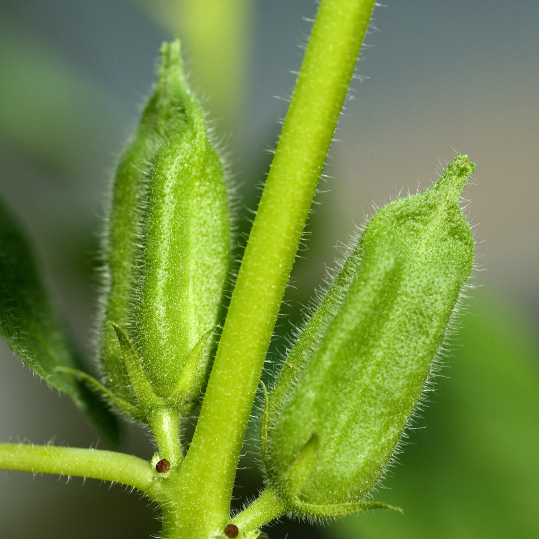 black sesame seeds plant Organic Black Sesame Seeds (Sesamum indicum) – 100+ Seeds for Herb Gar – Terra Mater Gardens