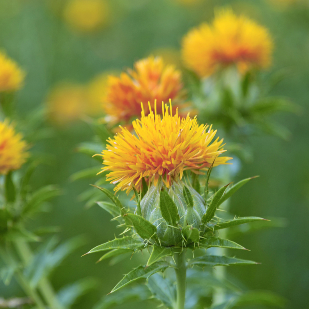 planting safflower seeds Organic Zanzibar Safflower Seeds (Carthamus tinctorius) – 25+ Seeds fo – Terra Mater Gardens