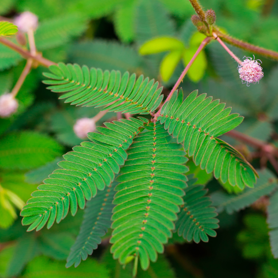 Organic Sensitive Plant Seeds (Mimosa pudica)  Fun, Interactive Plant   Terra Mater Gardens