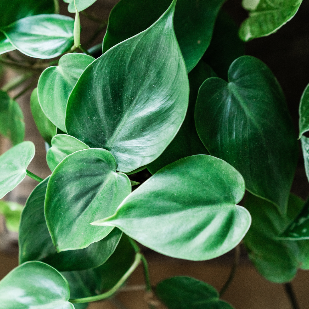 philodendron cordatum in water Heart Leaf Philodendron Water Rooted Plant (Philodendron cordatum) – Live Plant for Indoor Aquariums, Terrariums, and Hanging Baskets