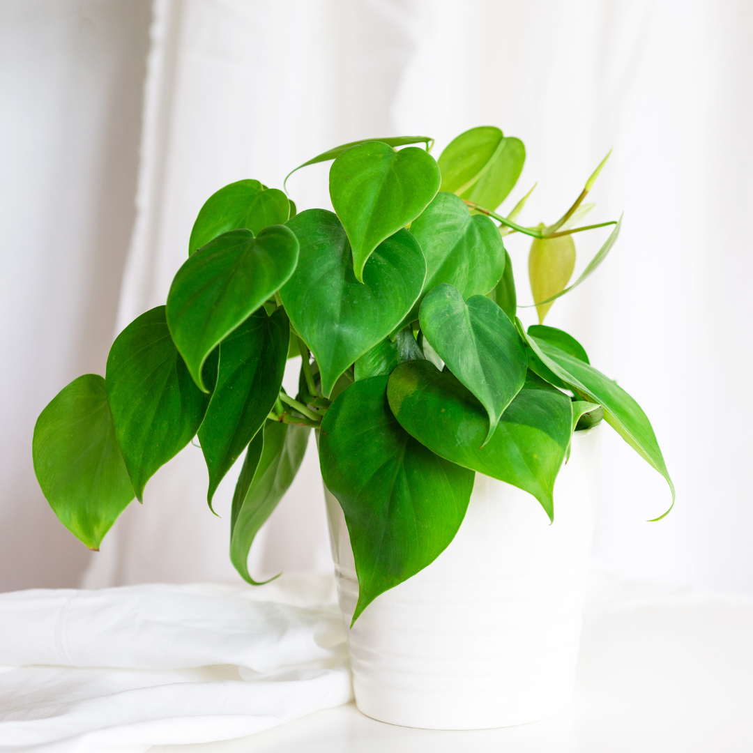 can heartleaf philodendron live in water Heart Leaf Philodendron Water Rooted Plant (Philodendron cordatum) – Live Plant for Indoor Aquariums, Terrariums, and Hanging Baskets