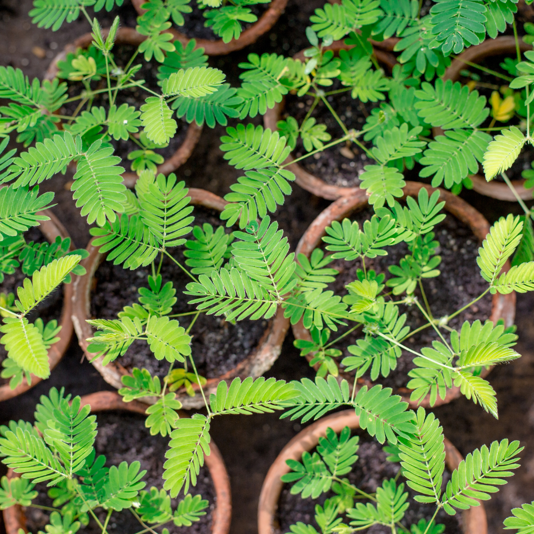 buy sensitive plant seeds Sensitive Plant Mimosa – 50 Seeds – Responds When Touched