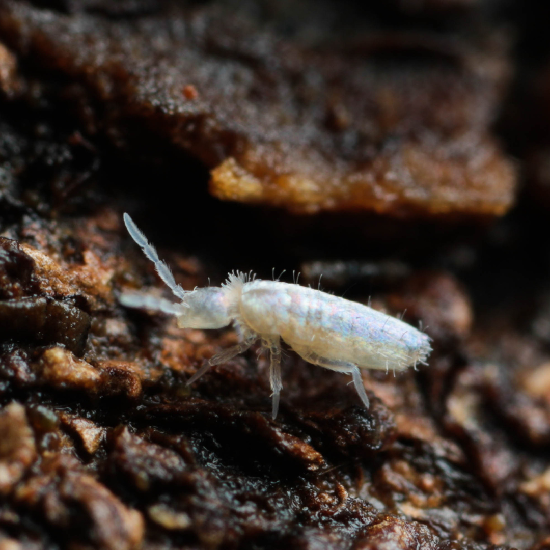 Bylas Ant Springtails (Pseudosinella violenta) – Fast, ant-sized sprin ...