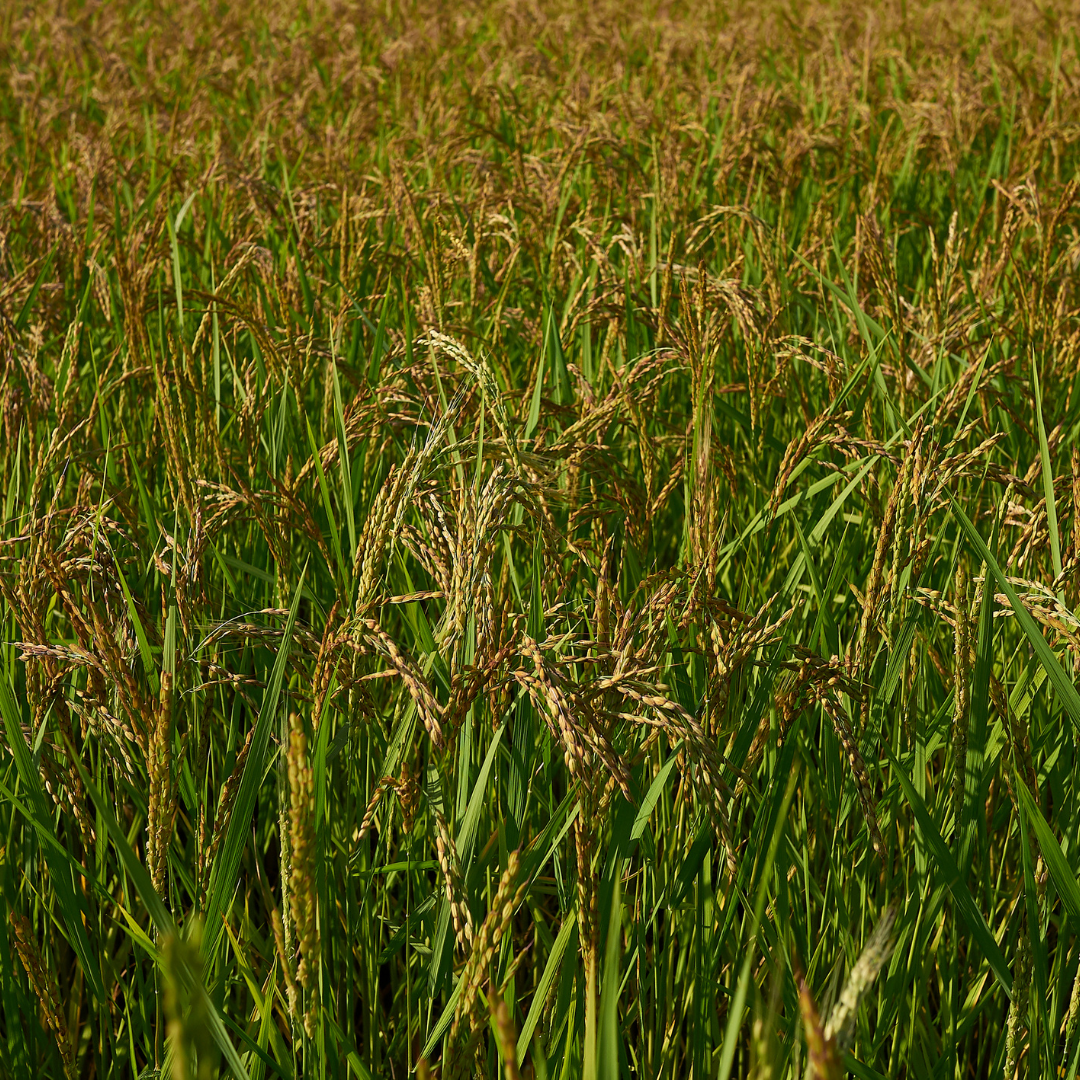 long grain rice seeds for planting Organic Long Grain Rice Seeds (Oryza sativa) – High-Yielding, Staple C – Terra Mater Gardens