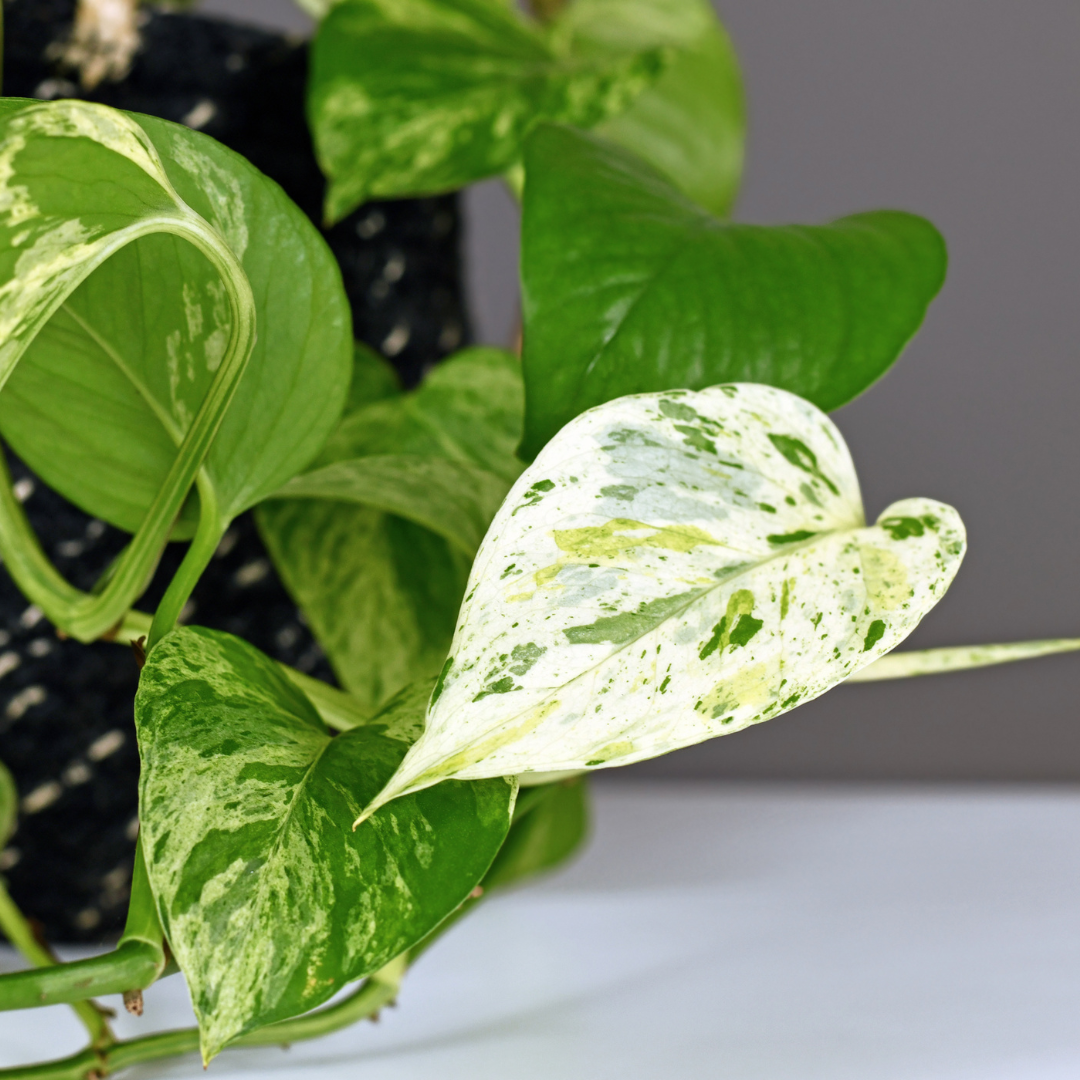 marble pothos in water Queen Marble Pothos Water Rooted Plant (Epipremnum aureum) – Live Plan – Terra Mater Gardens