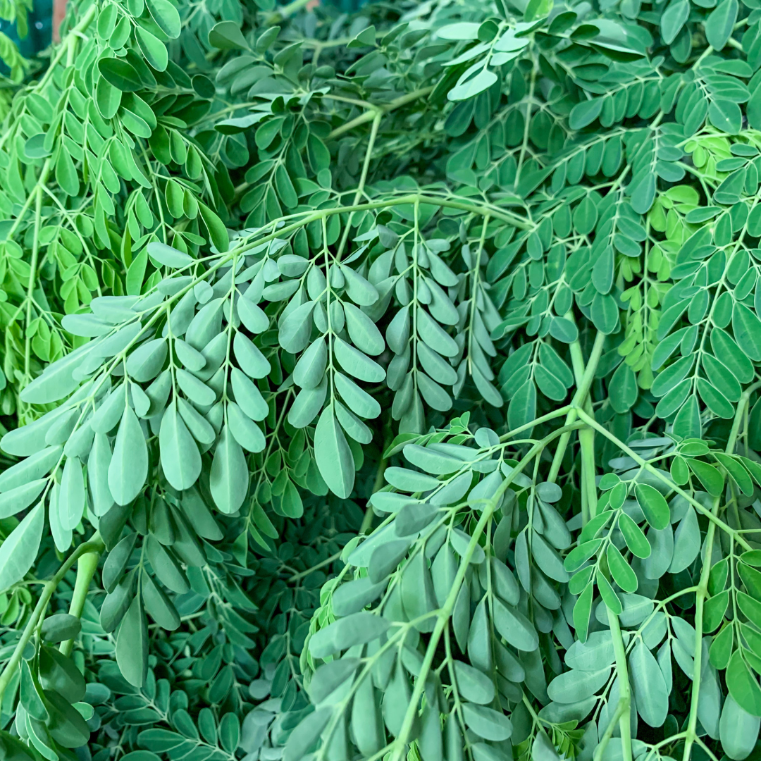 organic moringa seeds for planting Organic Moringa Seeds (Moringa oleifera) – 5+ Seeds for Herb Gardens, – Terra Mater Gardens