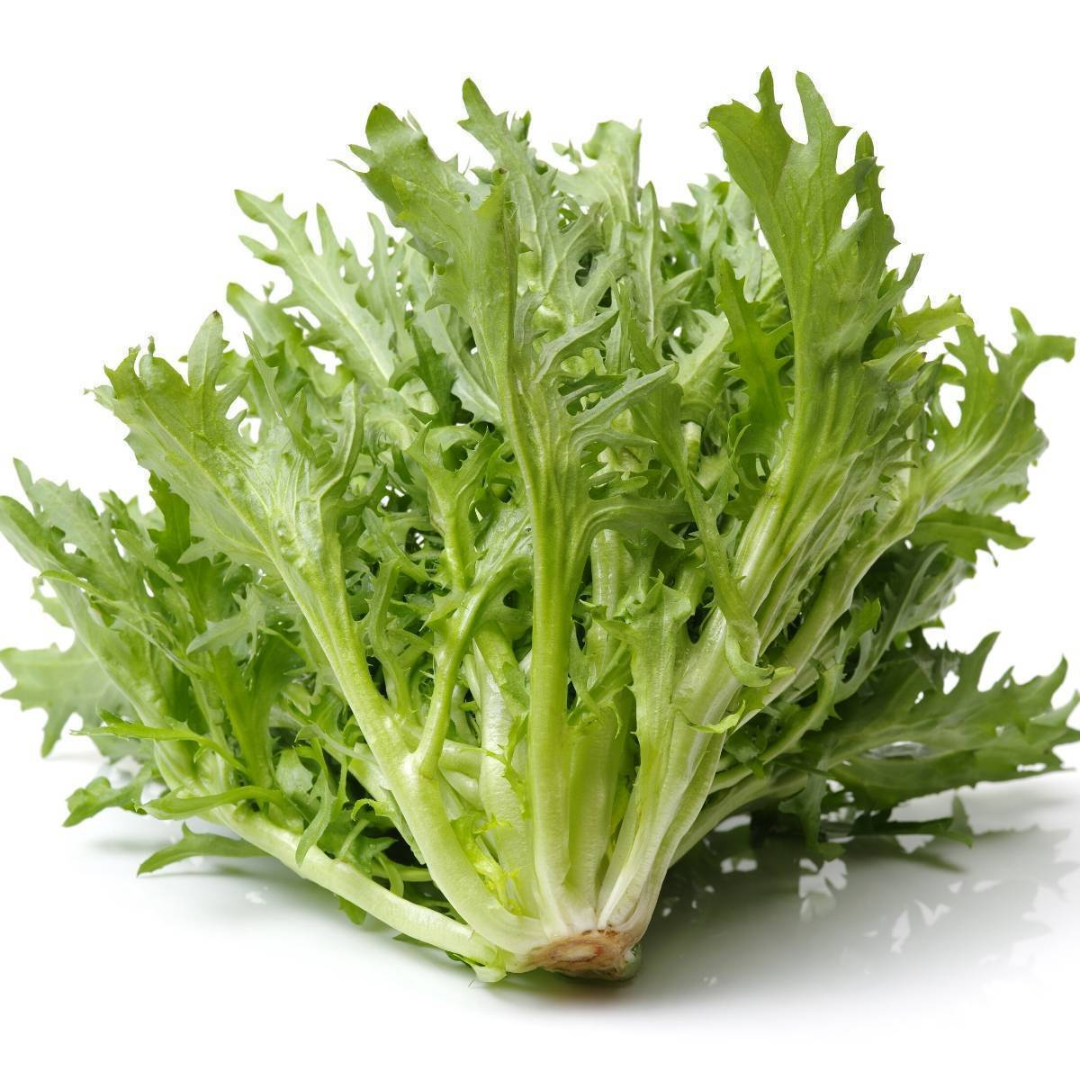 Chicories