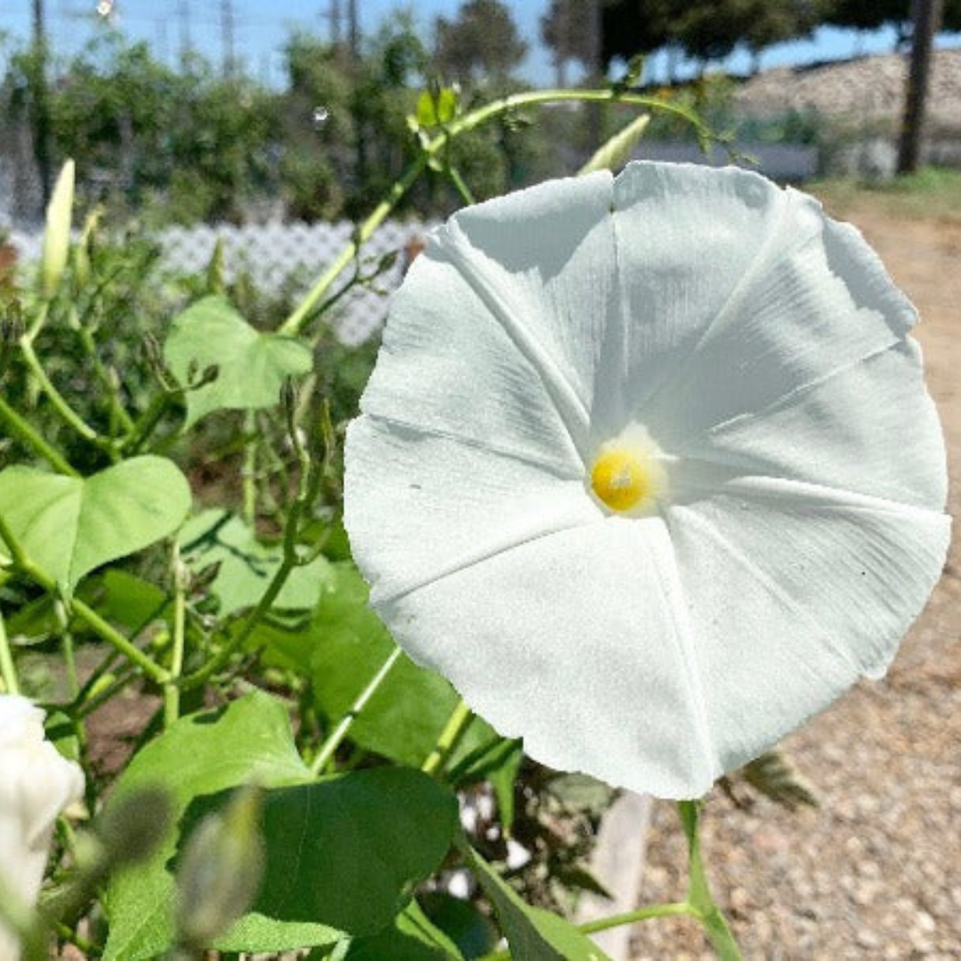 morning glory pearly gates seeds Organic Morning Glory, Pearly Gates (Ipomoea tricolor) – Stunning White Flowers, Vigorous Climber, Great for Trellises – 25+ Seeds
