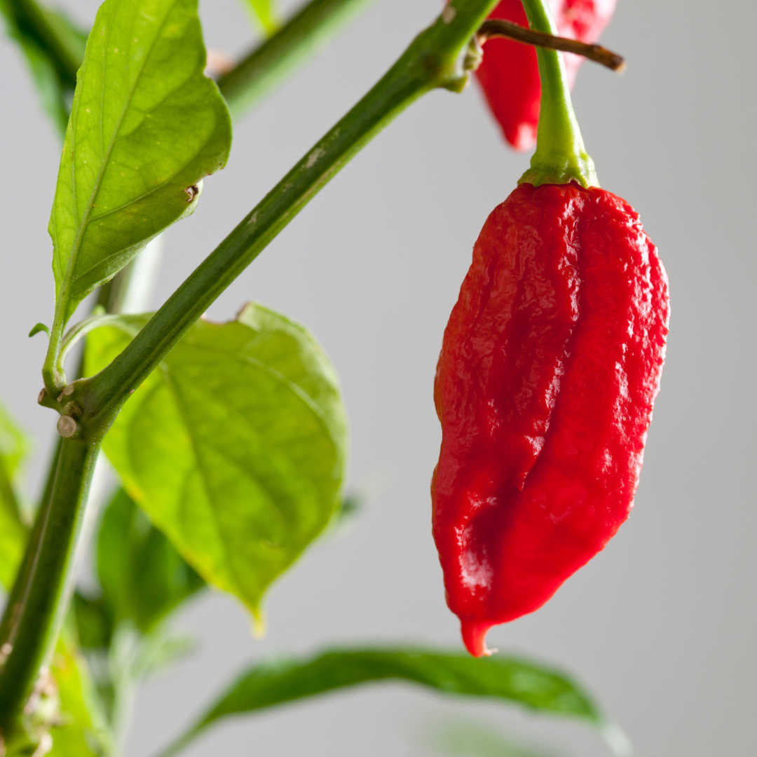ghost pepper seeds for planting Ghost Pepper Seeds for Planting - Bhut Jolokia - 10 Seeds - Non-GMO, Heirloom Ghost Pepper Plant Seeds - Home Garden Ghost Pepper Seeds