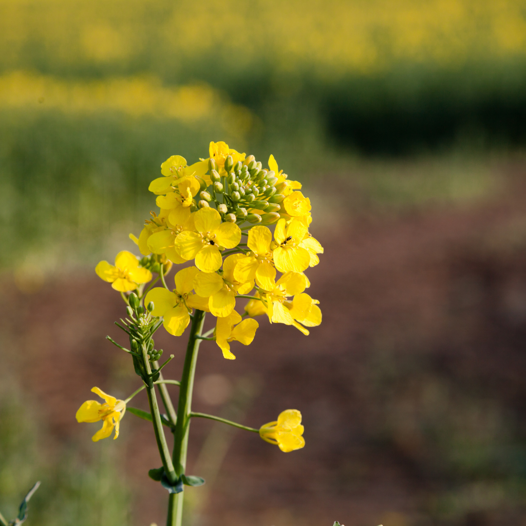 rape seed plant Organic Dwarf Essex Rape Seeds (Brassica napus subsp. rapifera) – 500 – Terra Mater Gardens