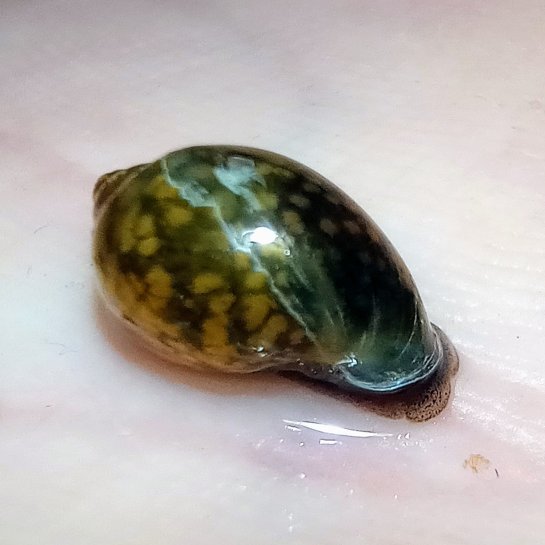 50+ Live Bladder Snails (Physella Acuta) – Nutritious Feeder Snails For Puffers & Freshwater Tanks