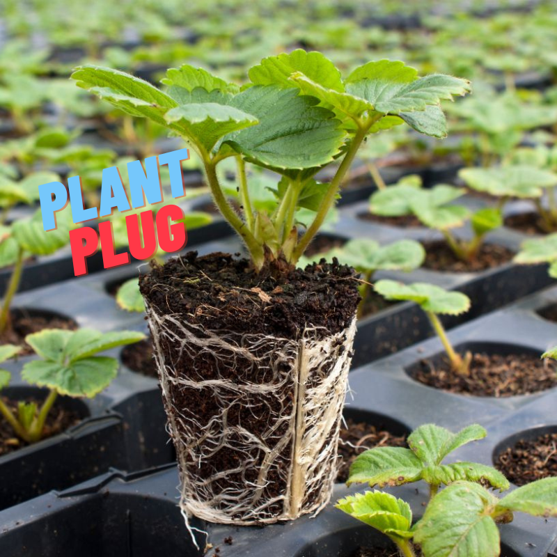 Pineapple Mint Plant Plug (Mentha suaveolens 'Variegata') – Fragrant V –  Terra Mater Gardens