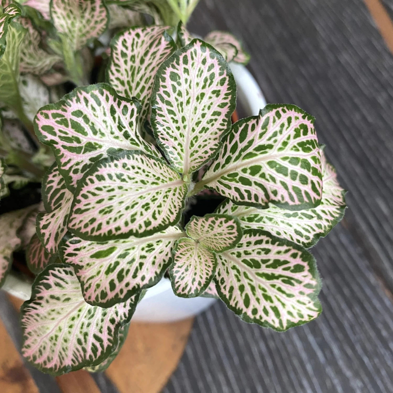 white anne plant indoor Purple Snow Anne Fittonia Plant Plug (Fittonia albivenis 'Purple Snow Anne') – Stunning Mosaic Foliage – Ideal for Terrariums & Indoors