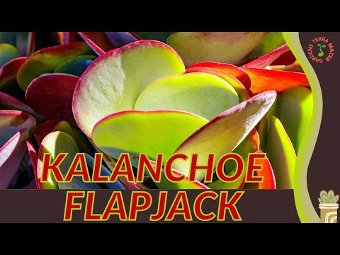 flapjack succulent seeds Paddle Plant Seeds (Kalanchoe thyrsiflora) – Unique Succulent with Bold, Rosette-Shaped Leaves