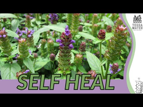 plant and heal seeds Organic Heal All "Self Heal" Seeds (Prunella vulgaris) – 100+ Seeds fo – Terra Mater Gardens