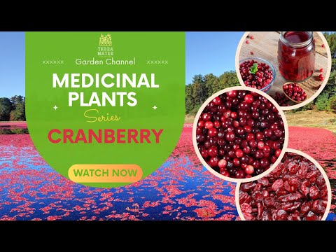 cranberry seeds for planting American Cranberry 50+ Seeds (Vaccinium macrocarpon) – Organic Native – Terra Mater Gardens