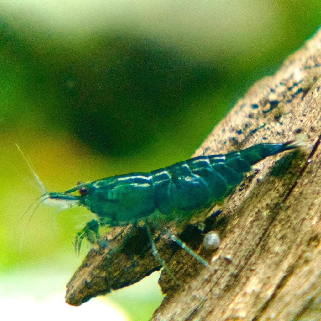 Green Jade Shrimp (Neocaridina davidi) – Live Freshwater Shrimp for Aq ...