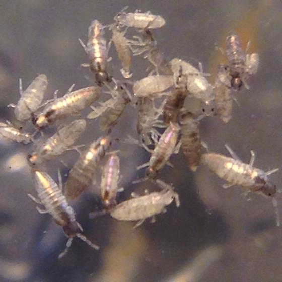 Springtails, Silver – Terra Mater Gardens