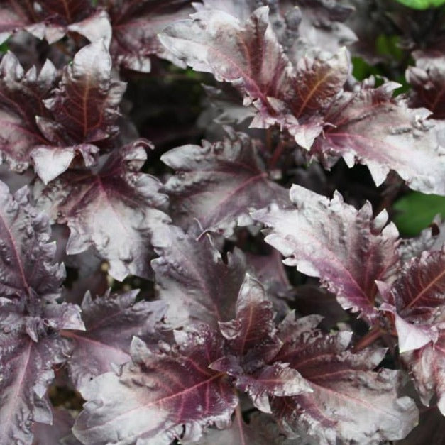 Organic Purple Ruffles Basil Seeds (Ocimum basilicum 'Purple Ruffles ...