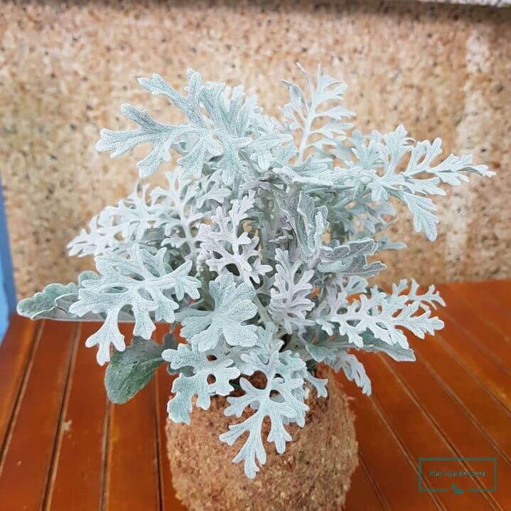 dusty miller plant seeds Dusty Miller 'Silverdust' (Jacobaea maritima) Organic Seeds – Silvery- – Terra Mater Gardens