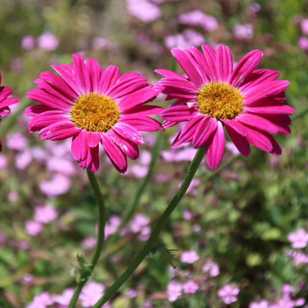 Organic Robinson's Giant Pyrethrum Seeds (Tanacetum cinerariifolium ...