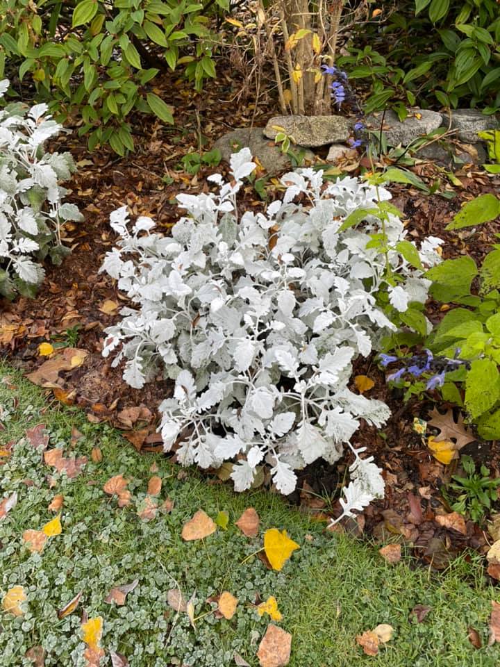 dusty miller plant seeds Jacobaea maritima 'Dusty Miller Silver Dust'