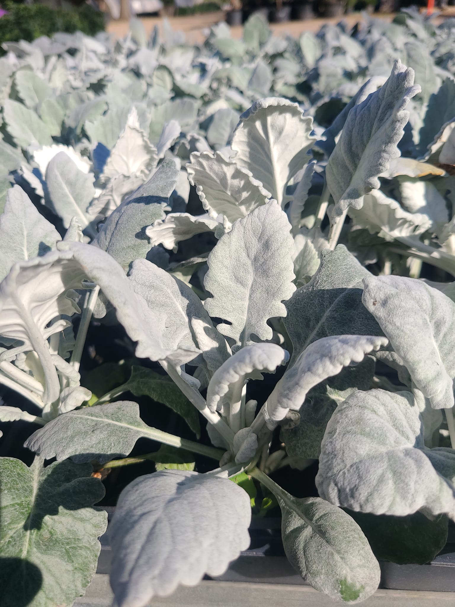 dusty miller plant seeds Jacobaea maritima 'Dusty Miller Silver Dust'