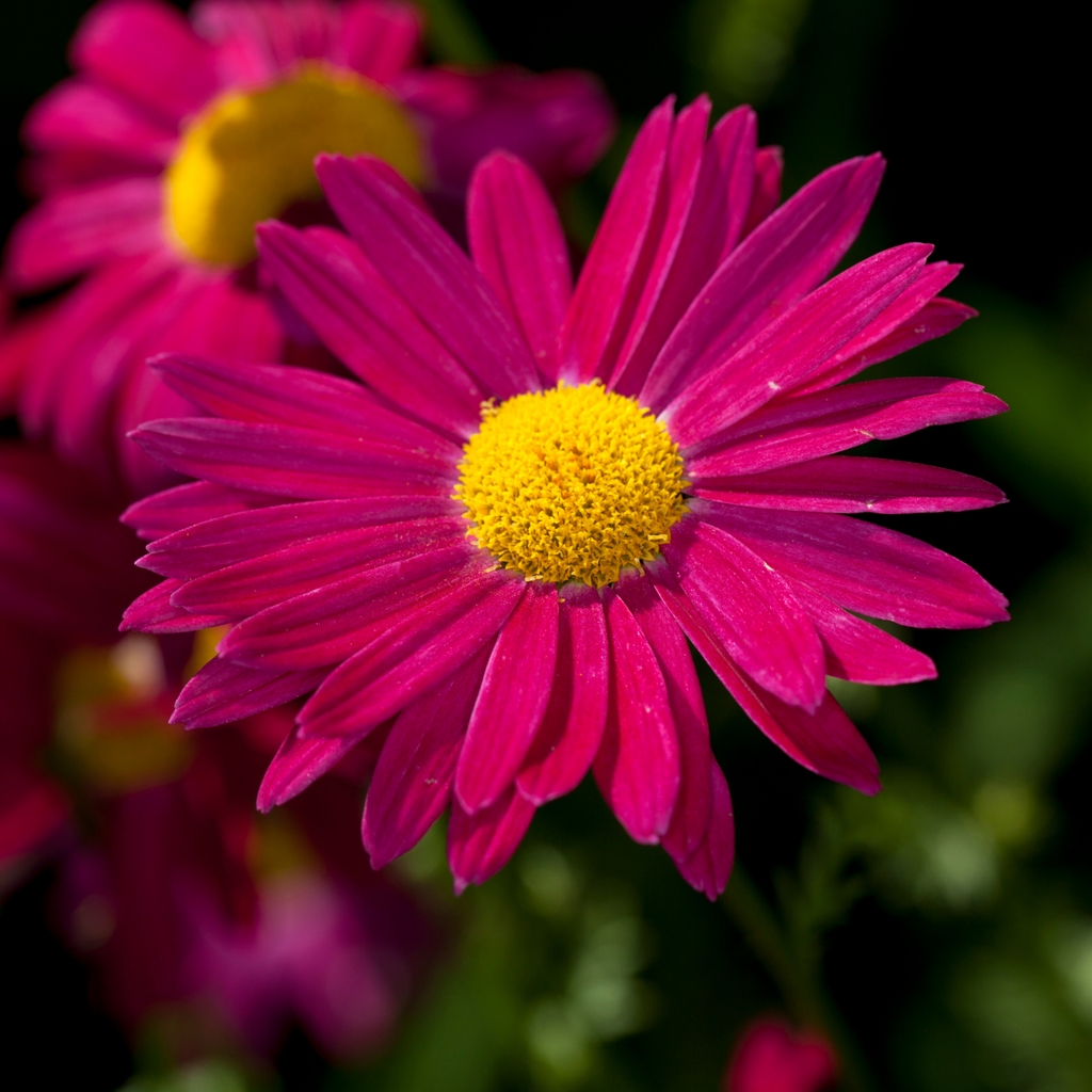 Organic Robinson's Giant Pyrethrum Seeds (Tanacetum cinerariifolium ...
