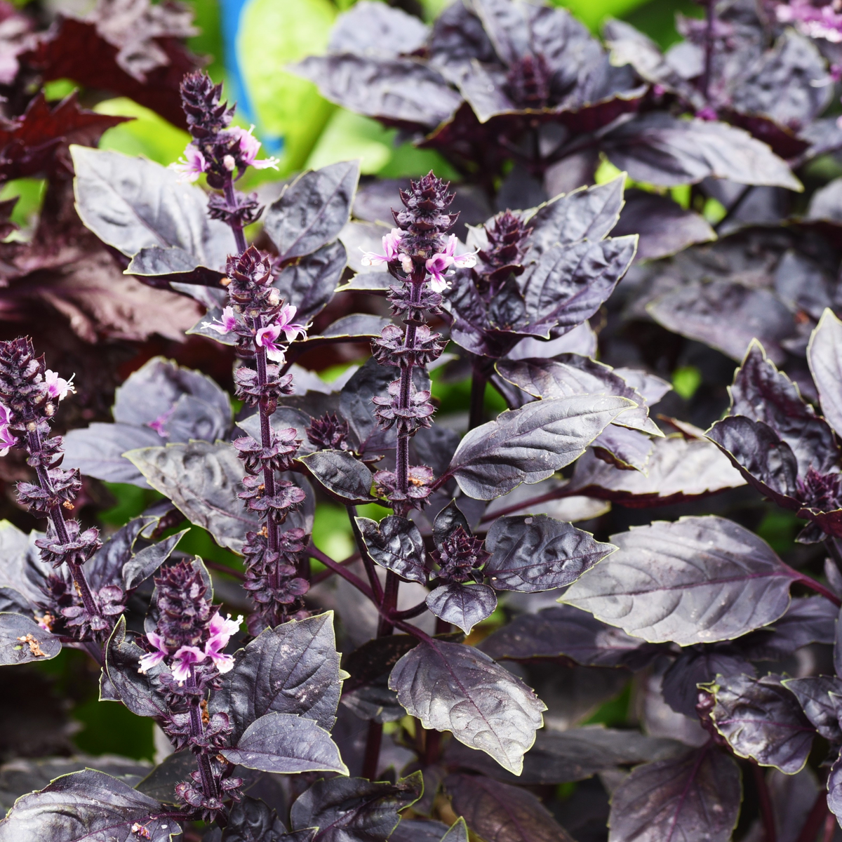 Purple Dark Opal Basil (Ocimum basilicum 'Dark Opal') Organic Seeds ...