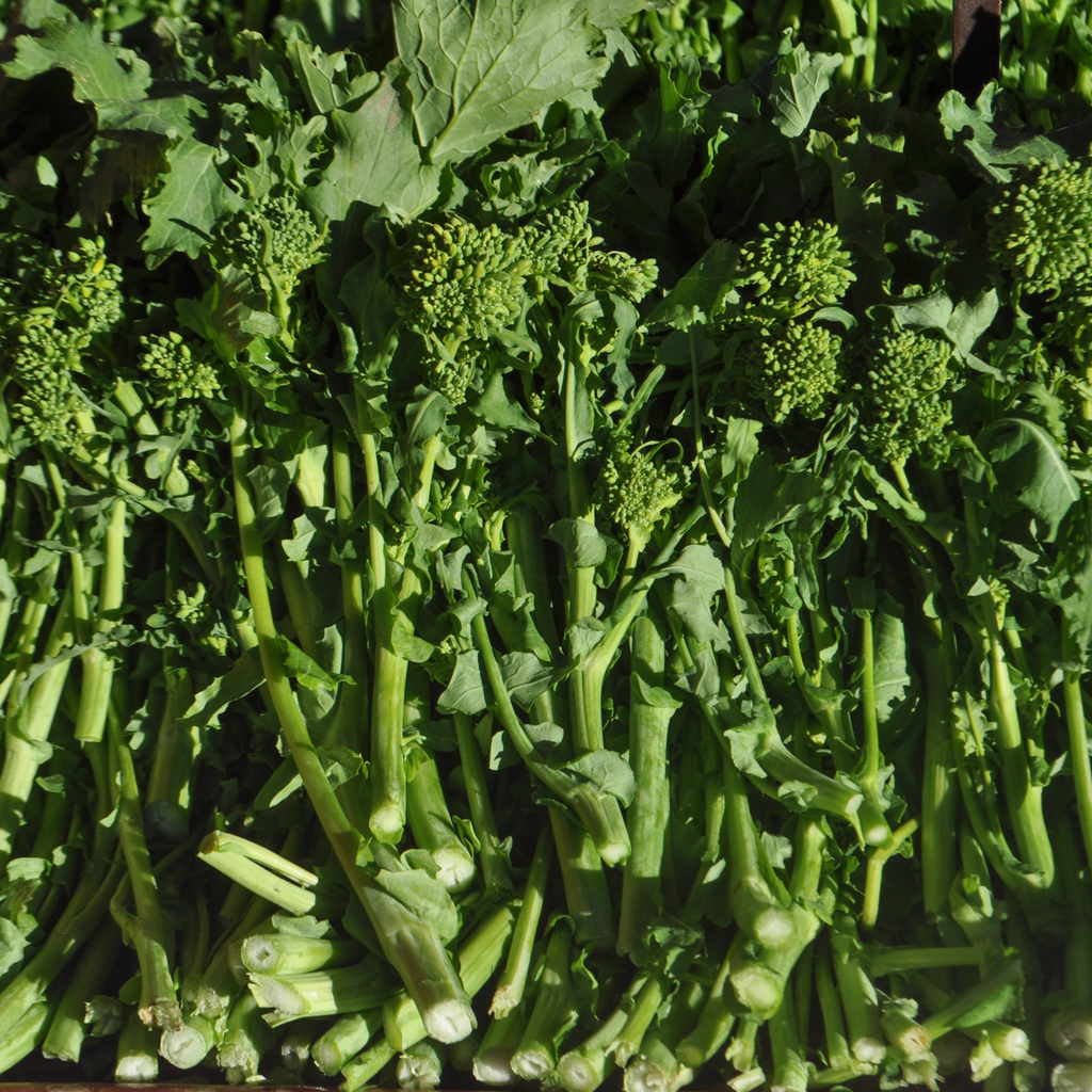 Spring Raab Broccoli (Brassica rapa subsp. rapa) Heirloom Seeds – Nutt ...