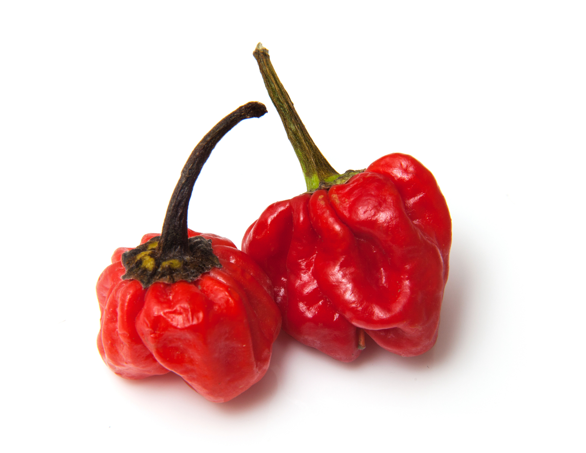 What Is A Scotch Bonnet Pepper? - Grow Hot Peppers What Is A Scotch Bonnet Pepper? - Grow Hot Peppers
