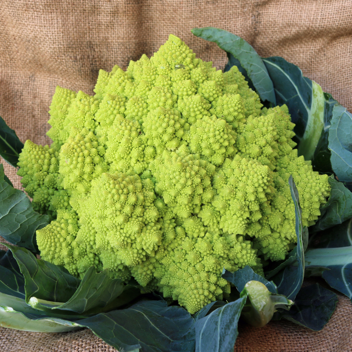 Organic Romanesco Broccoli Seeds (Brassica oleracea var. italica 'Roma ...